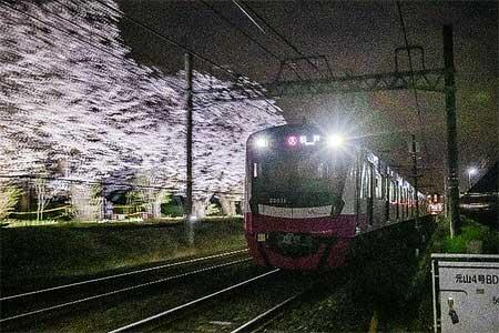 新京成電鉄，線路脇の桜並木をライトアップ