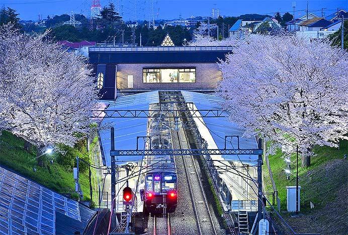 相鉄，弥生台駅の桜をライトアップ