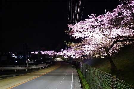 2024年桜専用LEDによるライトアップ