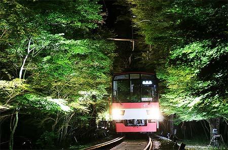 「青もみじのライトアップ」